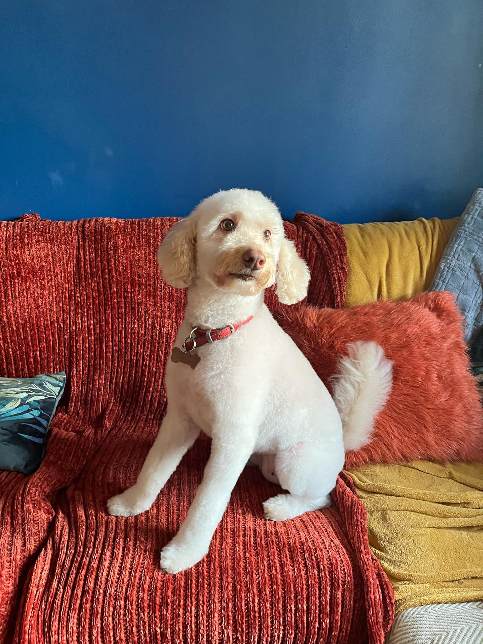 A white poodle cross sitting on a red sofa at home after a groom