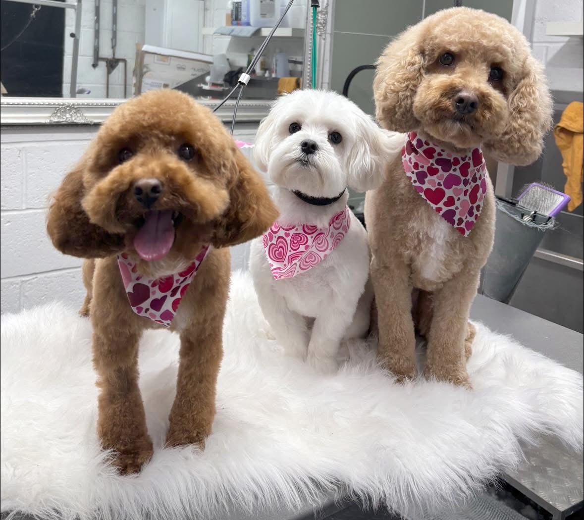Three freshly groomed dogs in matching heart bandanas on a white fluffy rug