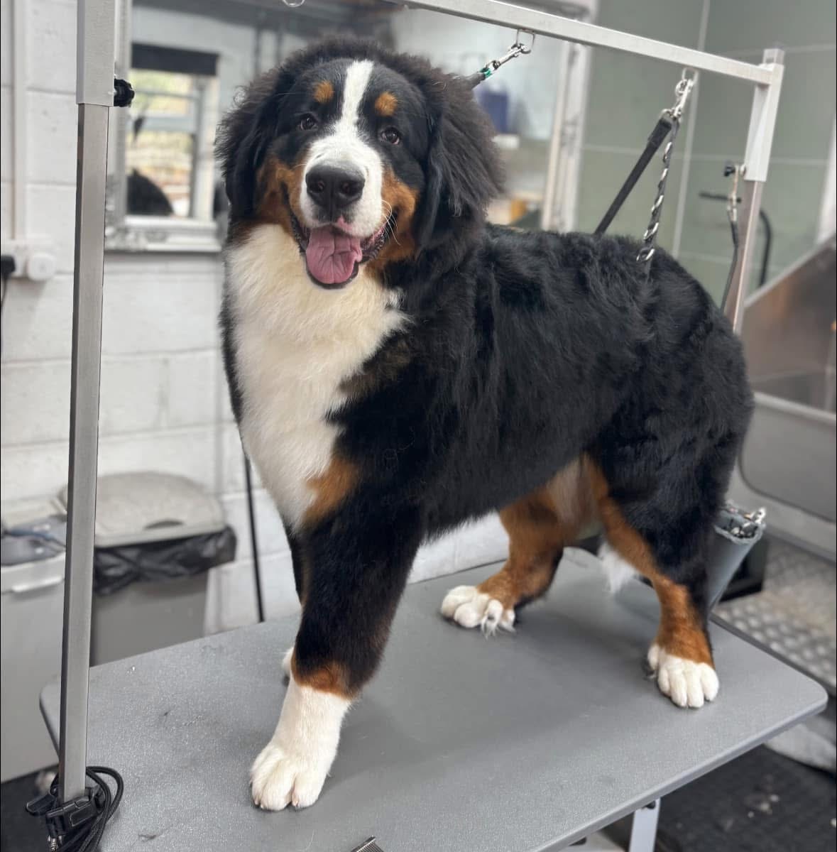 A Bernese Mountain Dog standing calmly on the grooming table