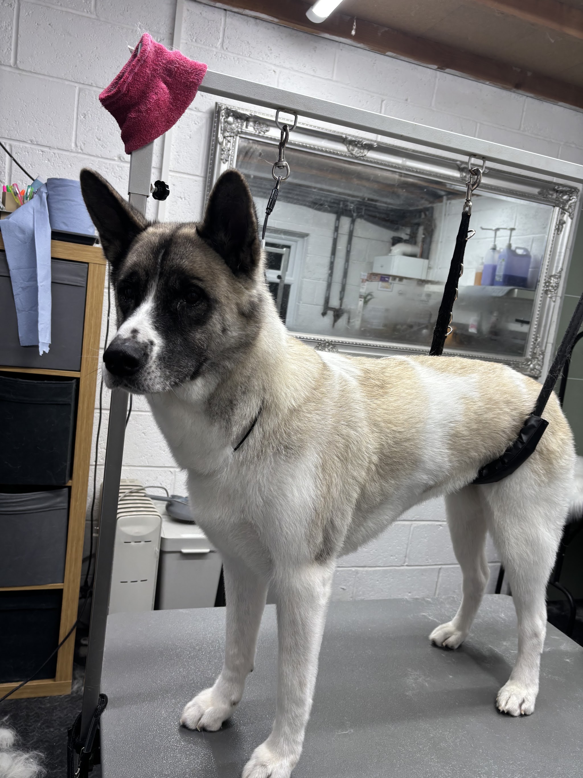 A freshly groomed Akita-type dog on the grooming table, the salon mirror behind
