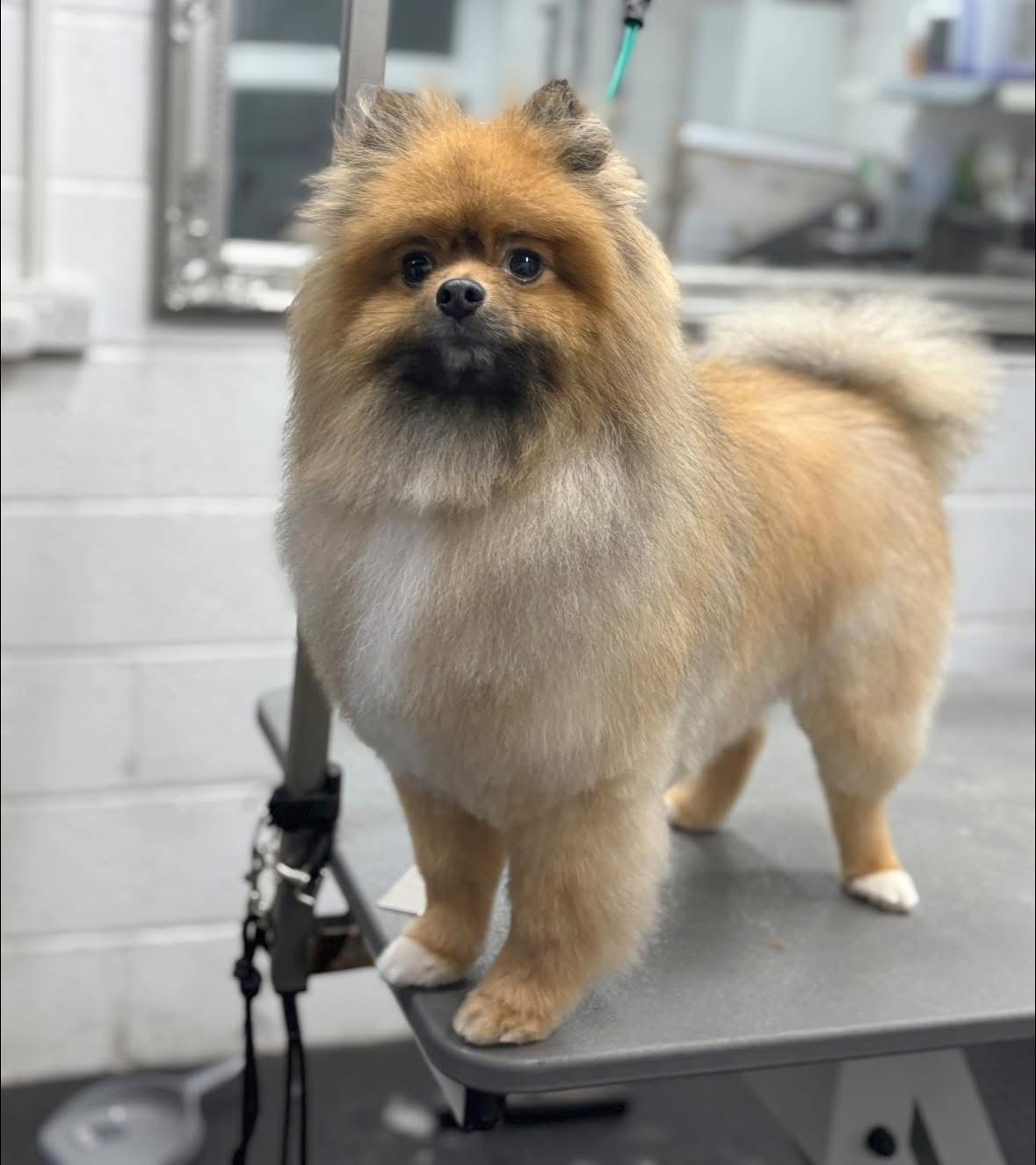 A fluffy Pomeranian-type dog after grooming, standing on the table