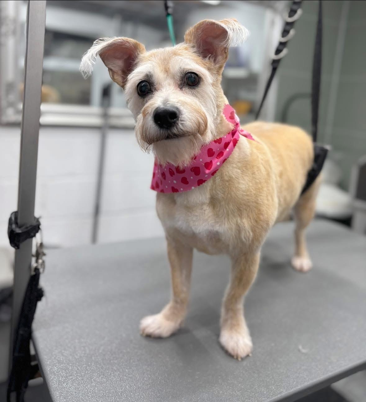 A small terrier cross in a pink spotted bandana after grooming