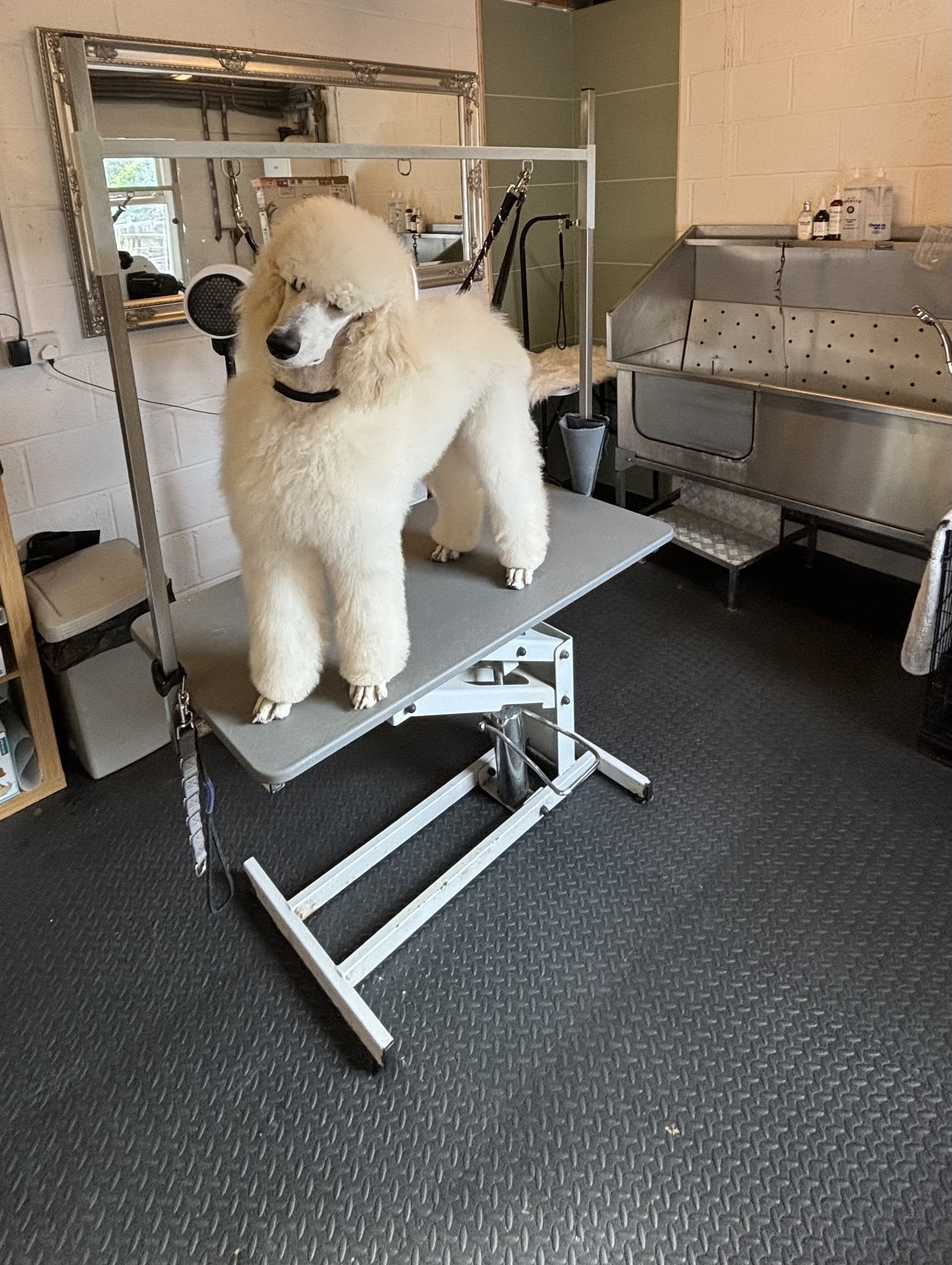 A white poodle standing on the grooming table in our grooming room, with the stainless steel bath behind