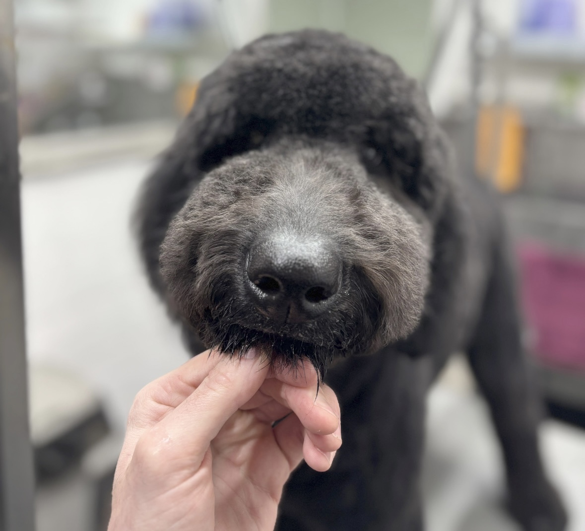 A hand gently holding the chin of a black doodle mid-groom