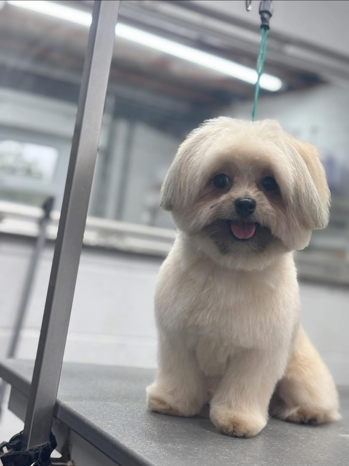 A small dog with a rounded teddy face sitting on the grooming table