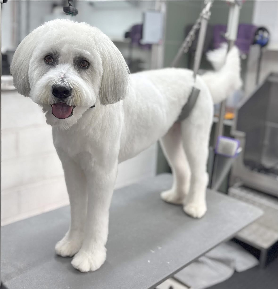 Alba, a white dog with a longer teddy trim, on the grooming table