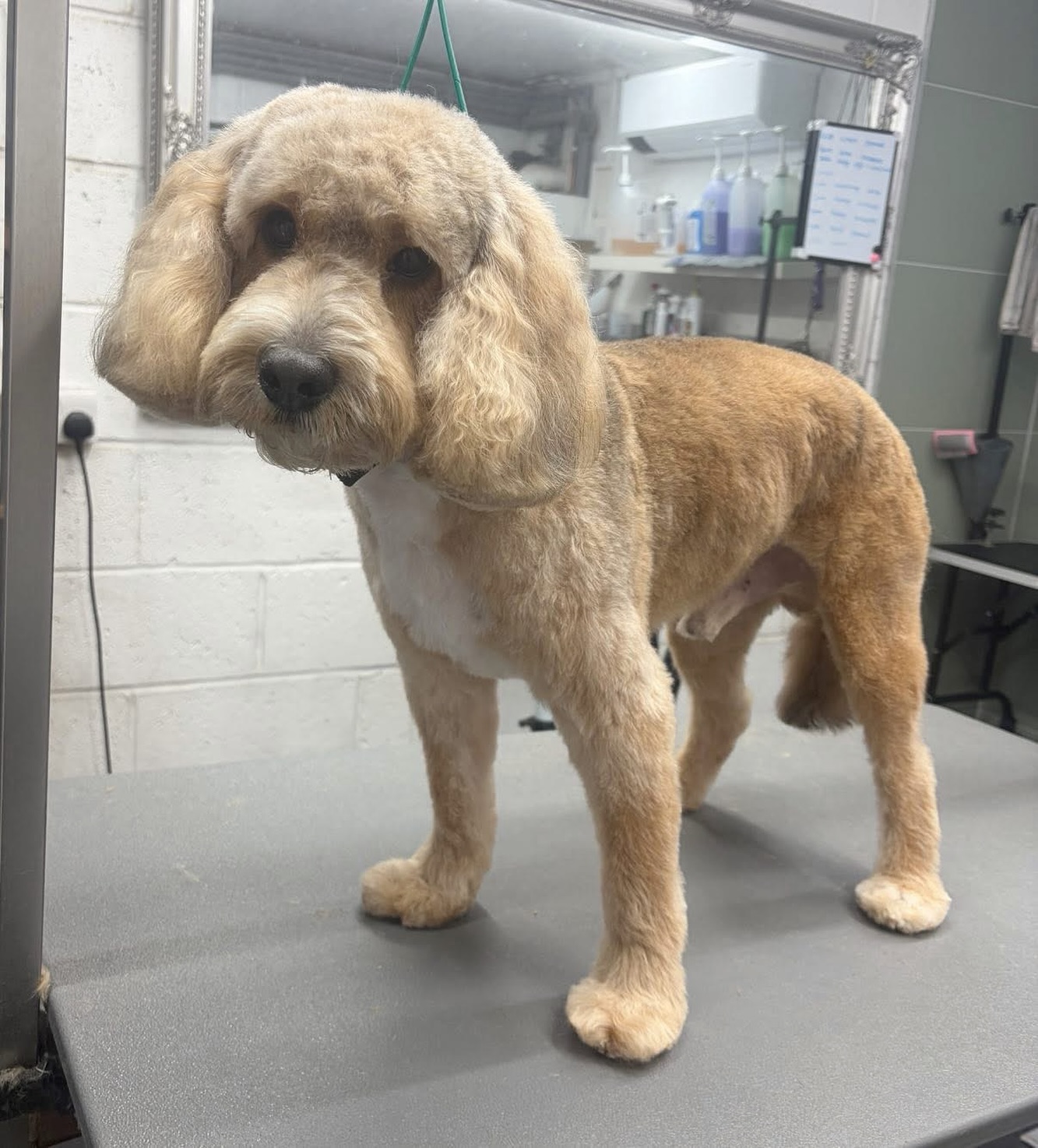 Buddy the cockapoo standing on the grooming table after his teddy trim