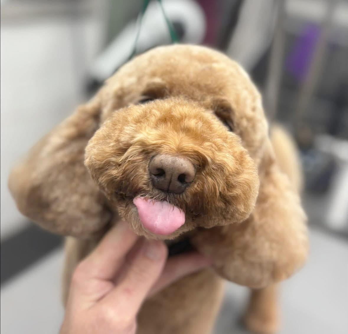 Luna, a fluffy golden dog, with her tongue out after her spa day